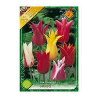 Thumbnail for Bulbi Lalele tip crin mix (6 buc, 20 buc)