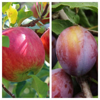 Thumbnail for Mospilan Oil - pachet stropire pomi iarna