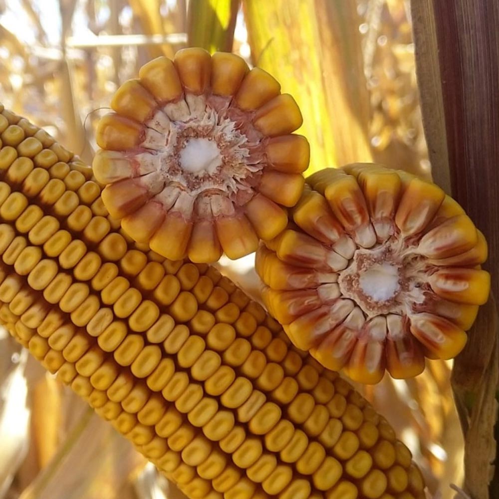 Samanta Porumb KWS Camillo Initio (25MB, 50MB)