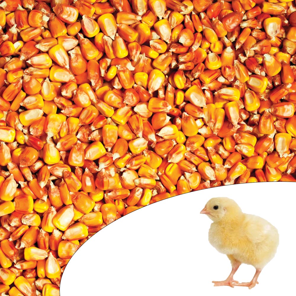 Samanta Porumb Syngenta Chorintos, 50MB