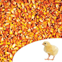 Thumbnail for Samanta Porumb Syngenta Chorintos, 50MB