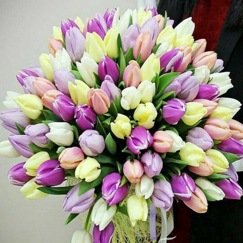 Bulbi Lalele Prince Mixed 6 buc