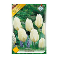 Thumbnail for Bulbi Lalele Purissima 7 buc