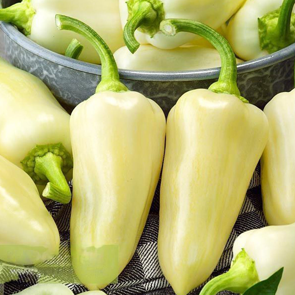 Seminte Ardei Gras Jasz F1 20 seminte