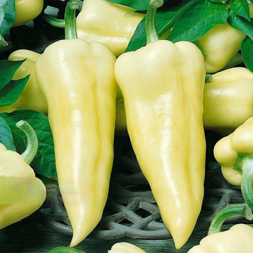 Seminte Ardei Gras Tizenegyes 0.5g