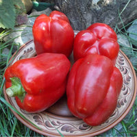 Thumbnail for Seminte Ardei Gras California Wonder Rosu 1g