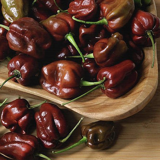 Seminte Ardei Iute Habanero Ciocolatiu 20 sem