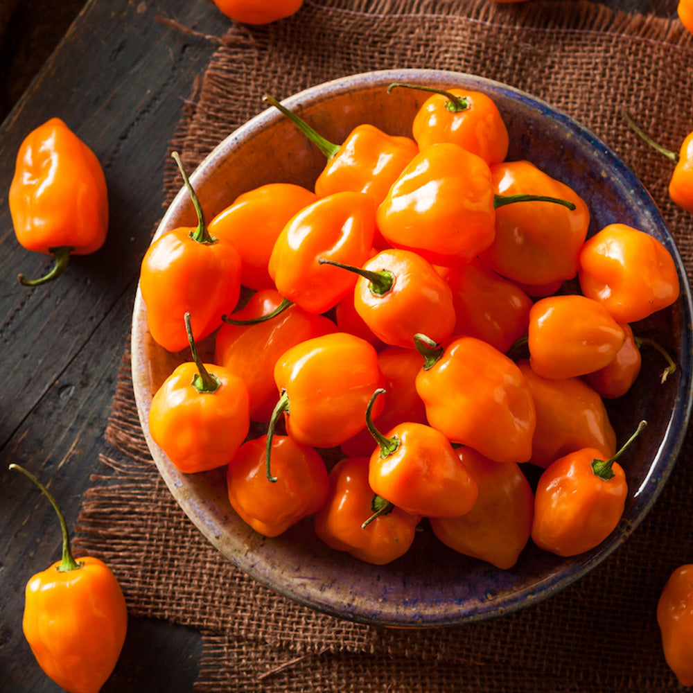 Seminte Ardei Iute Habanero Portocaliu 20 sem