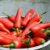 Thumbnail for Seminte Ardei Iute Jalapeno 20 sem