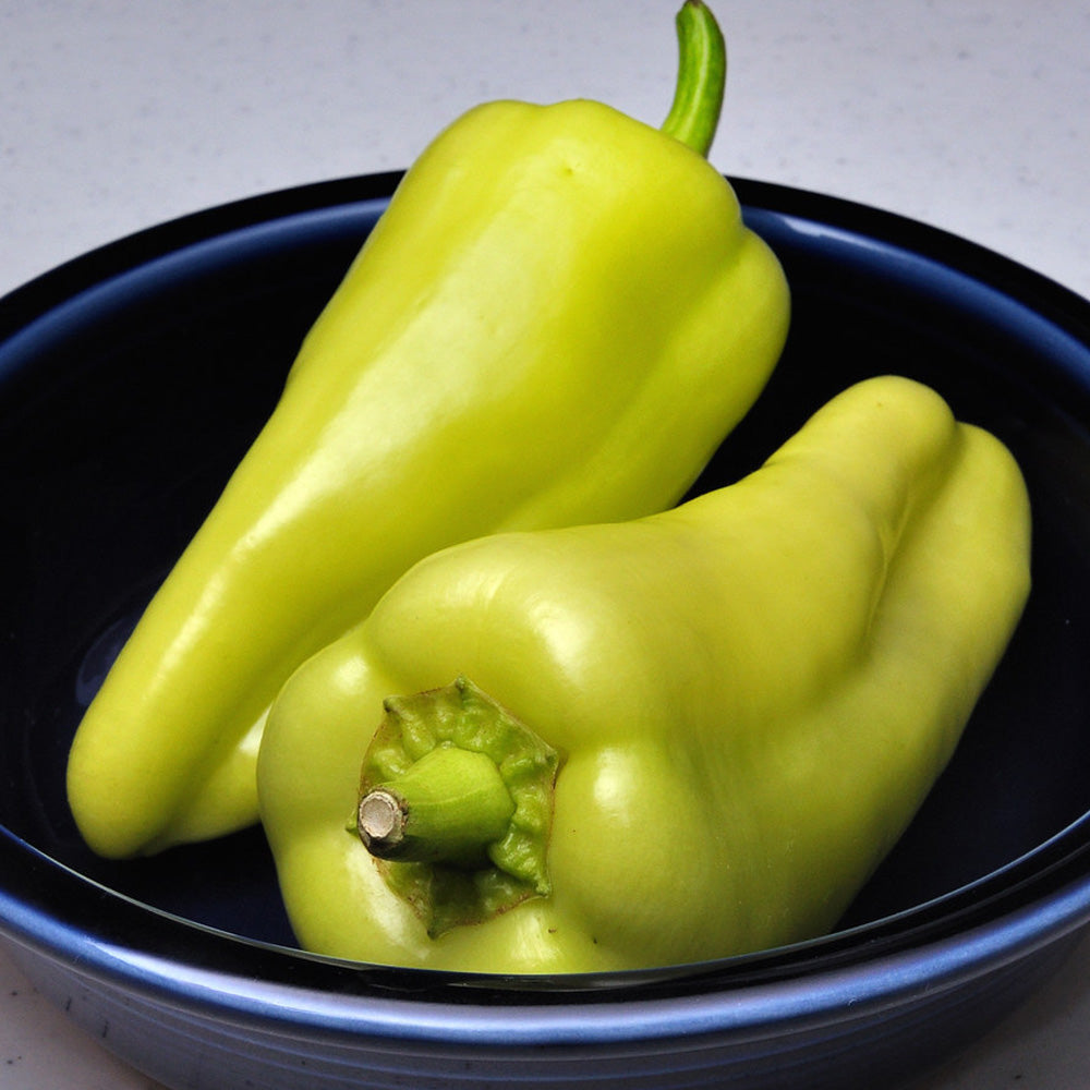 Seminte Ardei Gras Kincsem F1 20 sem