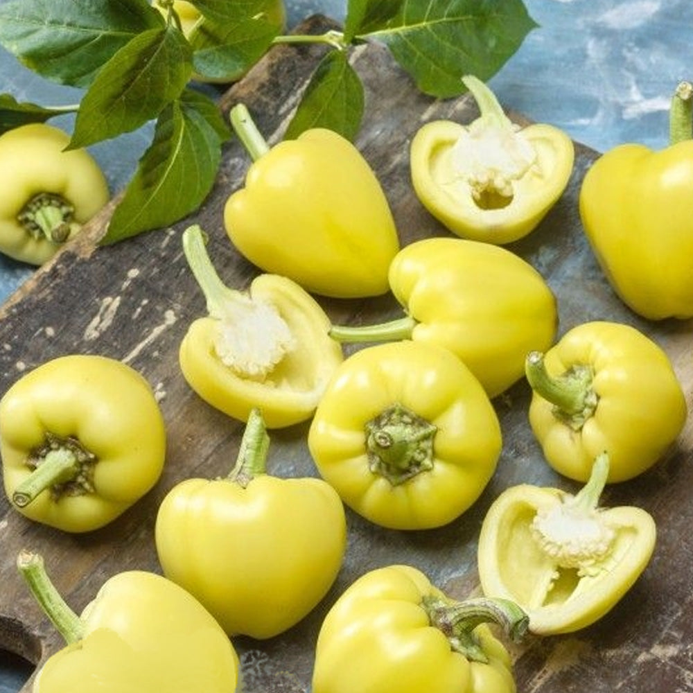 Seminte Ardei Gras Almapaprika Zsofia F1 20 sem