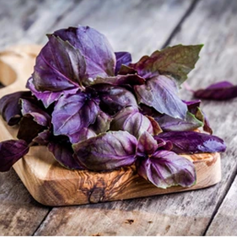 Seminte Busuioc Red Rubin 1 g