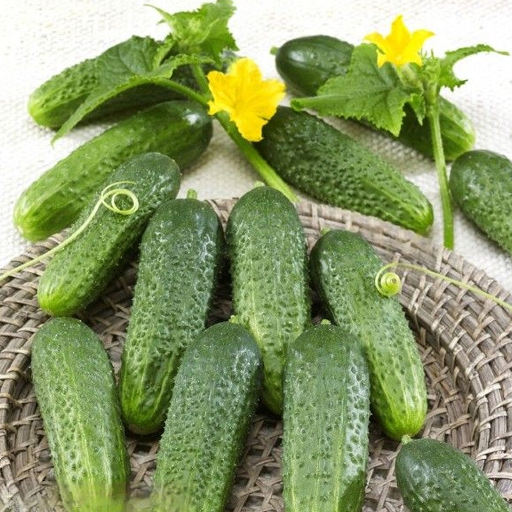 Seminte Castraveti Perez F1 1 g