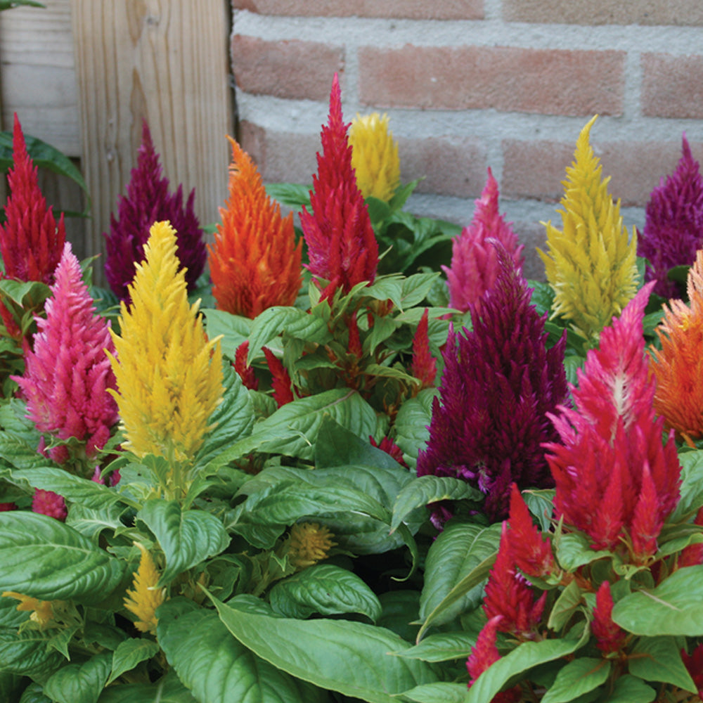 Seminte flori Creasta Cocosului Mica (Celosia argentea var. plumosa) Mix 0.4g