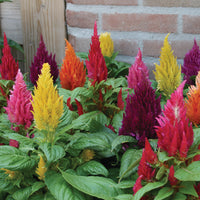 Thumbnail for Seminte flori Creasta Cocosului Mica (Celosia argentea var. plumosa) Mix 0.4g