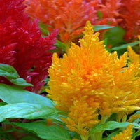 Thumbnail for Seminte flori Creasta Cocosului Mica (Celosia argentea var. plumosa) Mix 0.4g