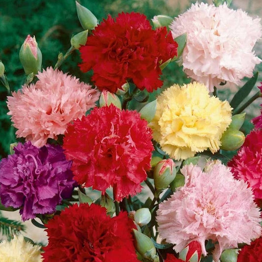 Seminte flori Garoafe Chabaud (Dianthus caryophyllus ) Mix 0.25 g