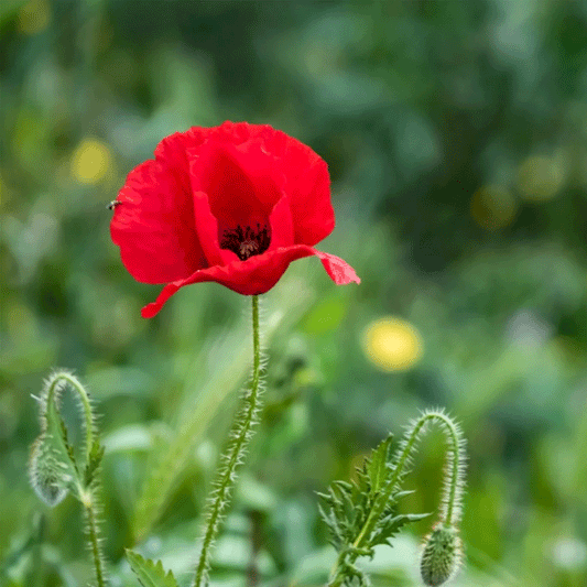 Seminte flori Mac (Papaver Orientale) rosu  0.05g