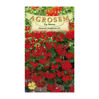 Thumbnail for Seminte flori Muscate curgatoare (Pelargonium peltatum) rosii F1 3sem