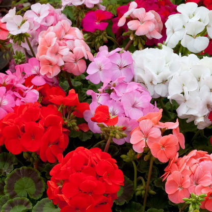 Seminte flori Muscate (Pelargonium zonale) mix 3 sem