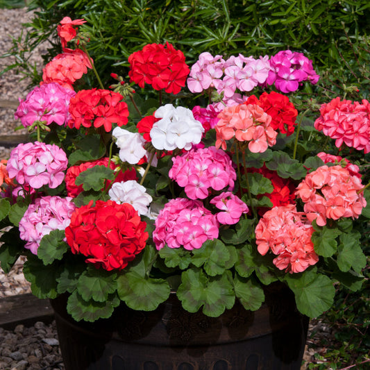 Seminte flori Muscate (Pelargonium zonale) mix 3 sem