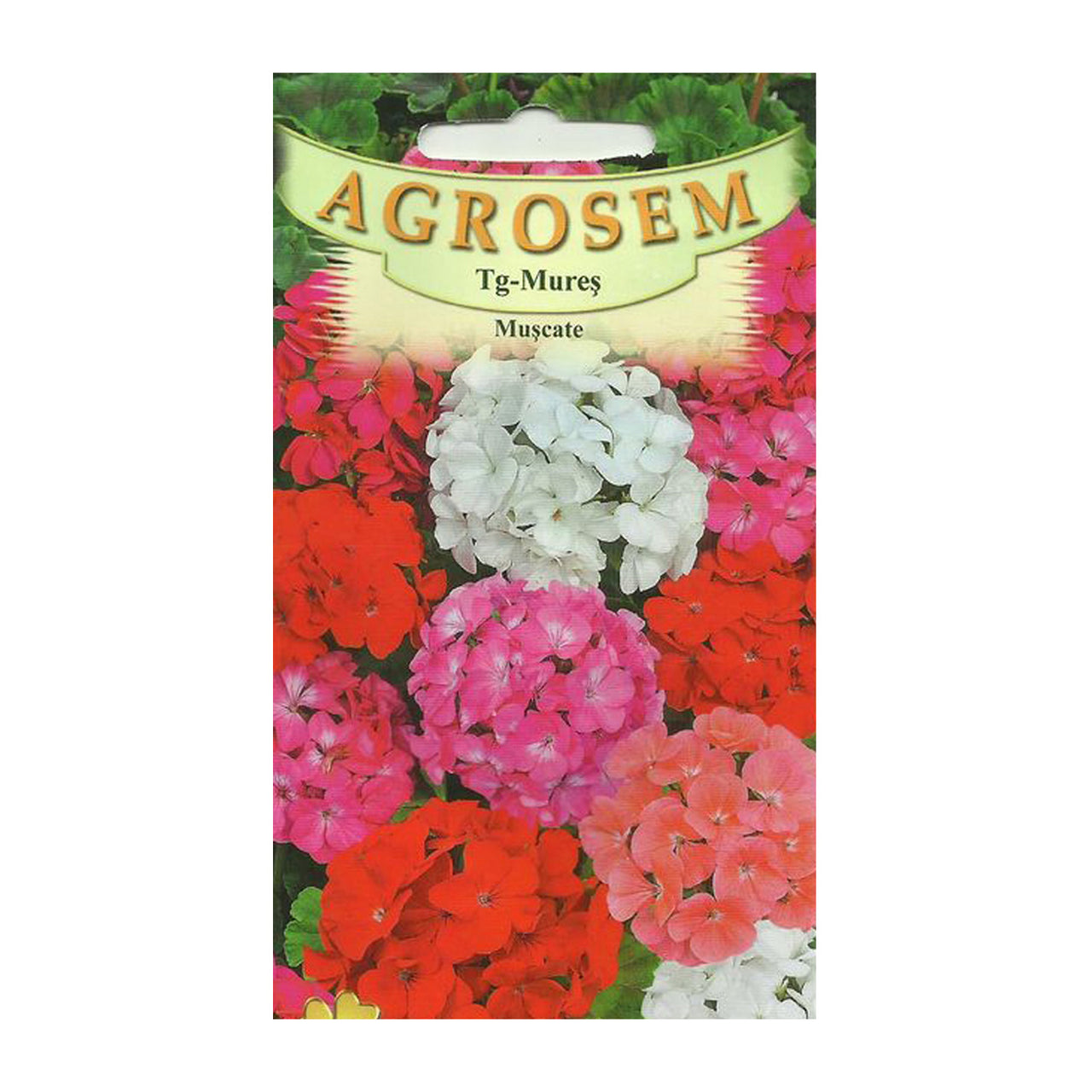 Seminte flori Muscate (Pelargonium zonale) mix 3 sem