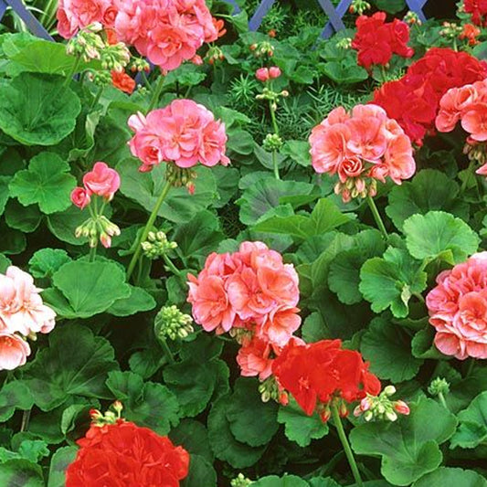 Seminte flori Muscate (Pelargonium zonale) mix 0.08g