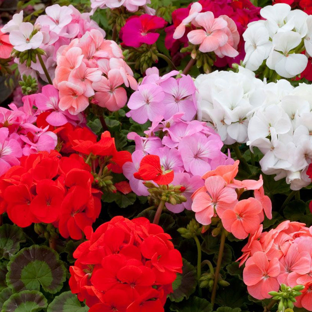 Seminte flori Muscate (Pelargonium zonale) mix 3 sem