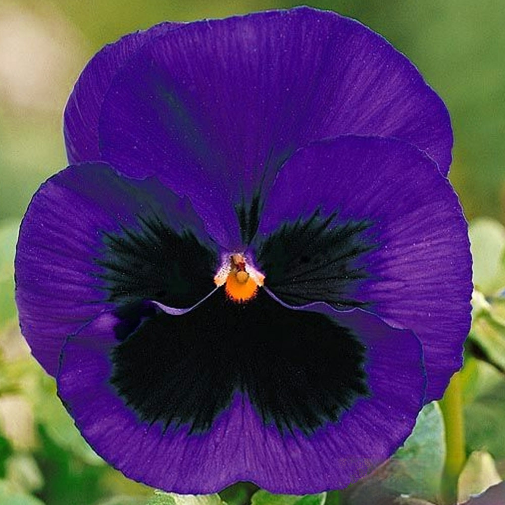 Seminte flori Panselute (Viola wittrockiana) albastre cu ochi negri 0.25g