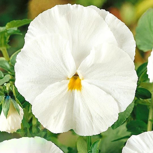 Seminte flori Panselute (Viola wittrockiana) albe 0.25g