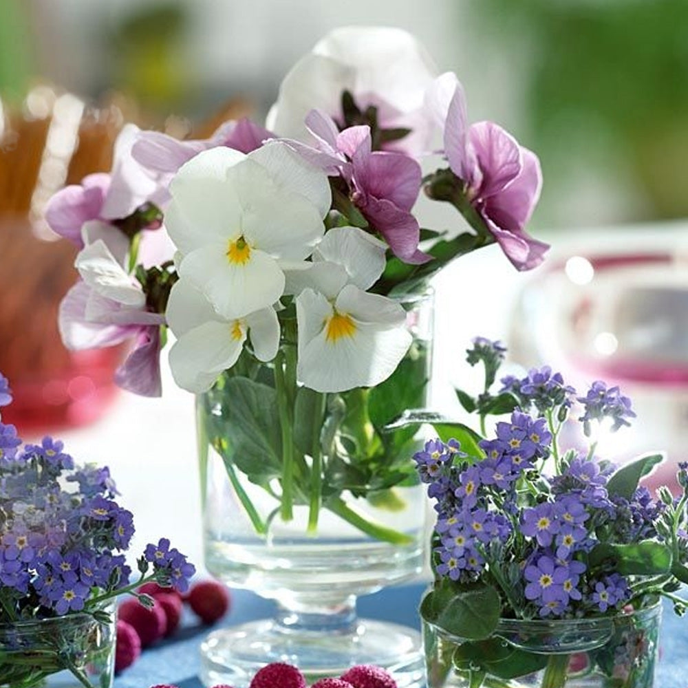 Seminte flori Panselute (Viola wittrockiana) albe 0.25g