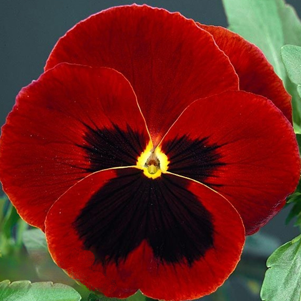 Seminte flori Panselute (Viola wittrockiana) bordo 0.25g