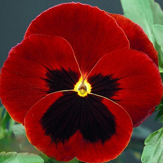 Seminte flori Panselute (Viola wittrockiana) bordo 0.25g