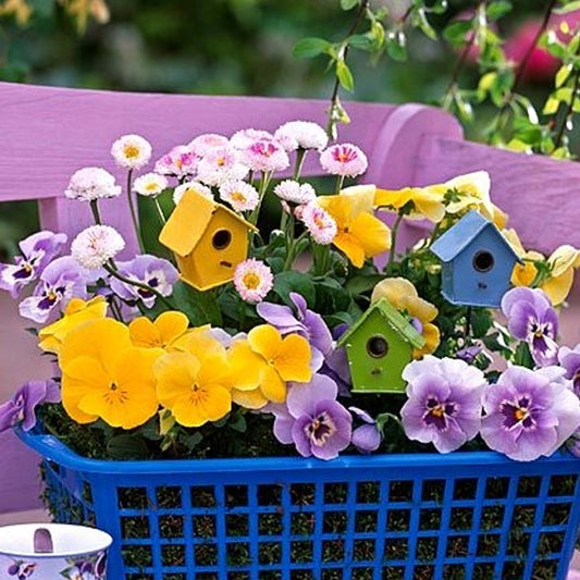 Seminte flori Panselute (Viola wittrockiana) galbene 0.25g
