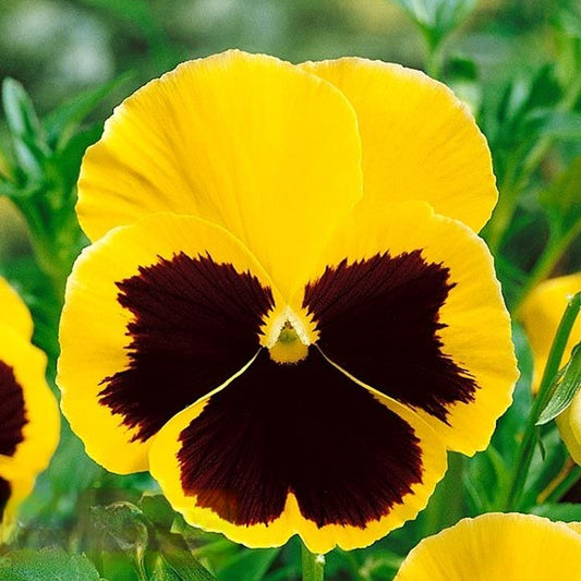 Seminte flori Panselute (Viola wittrockiana) galbene cu ochi negri 0.25g