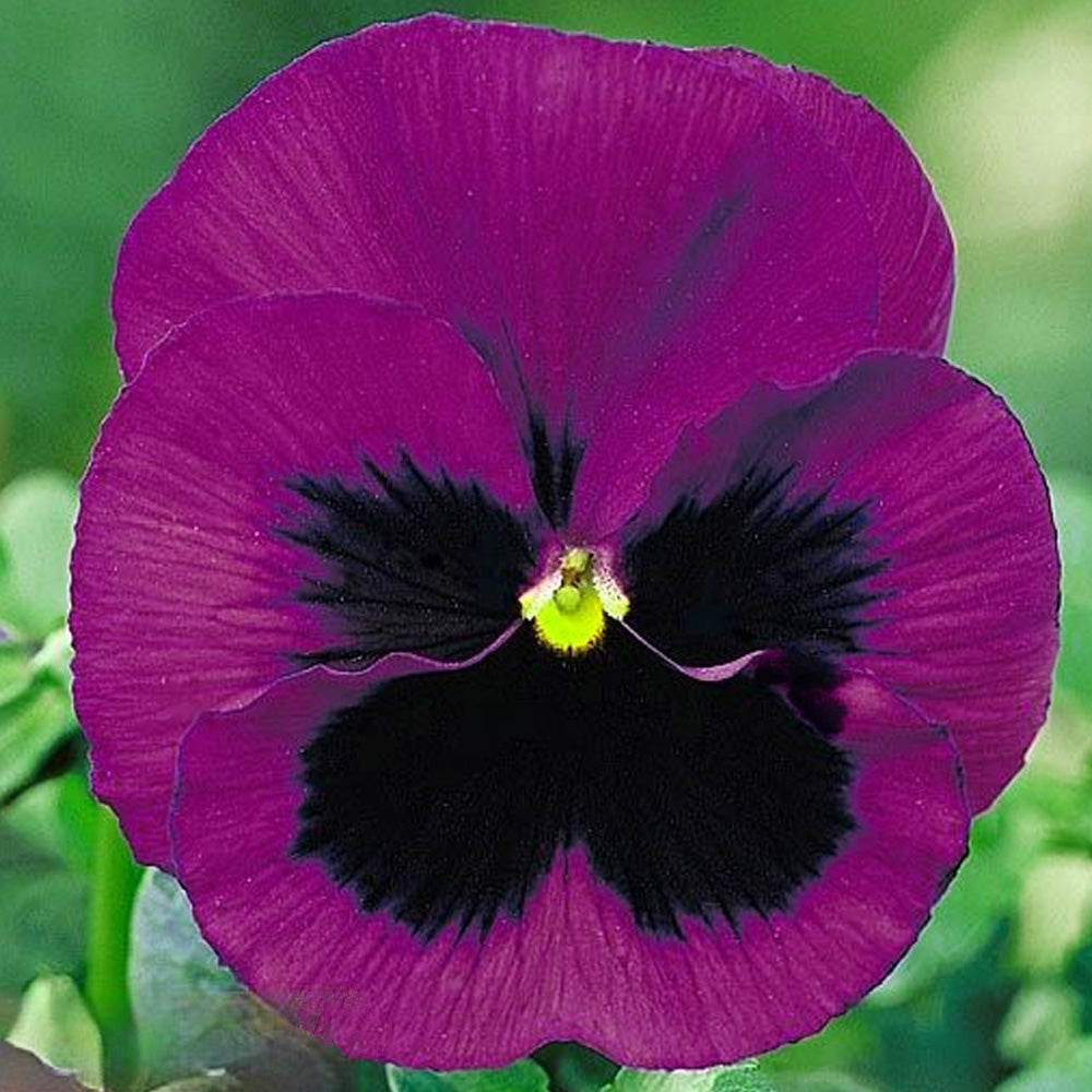 Seminte flori Panselute (Viola wittrockiana) mov 0.25g