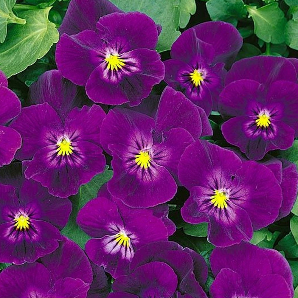 Seminte flori Panselute (Viola wittrockiana) mov 0.25g