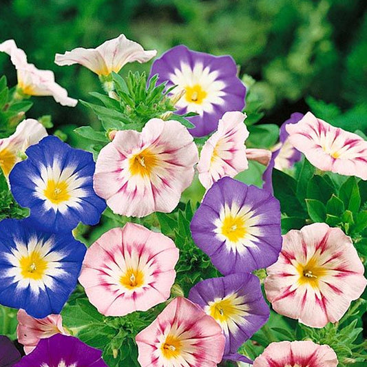 Seminte flori Zorele Pitice (Convolvulus Tricolor) Mix 2 g