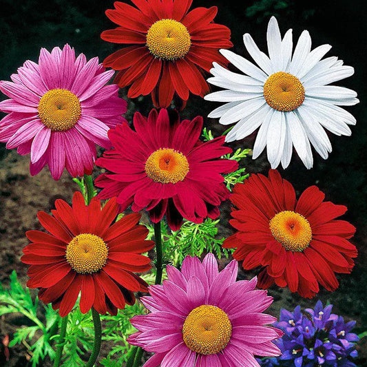 Seminte flori Margarete (Chrysanthemum coccineum) Mix 0.5 g