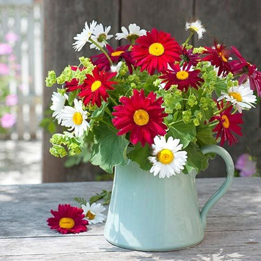 Seminte flori Margarete (Chrysanthemum coccineum) Mix 0.5 g
