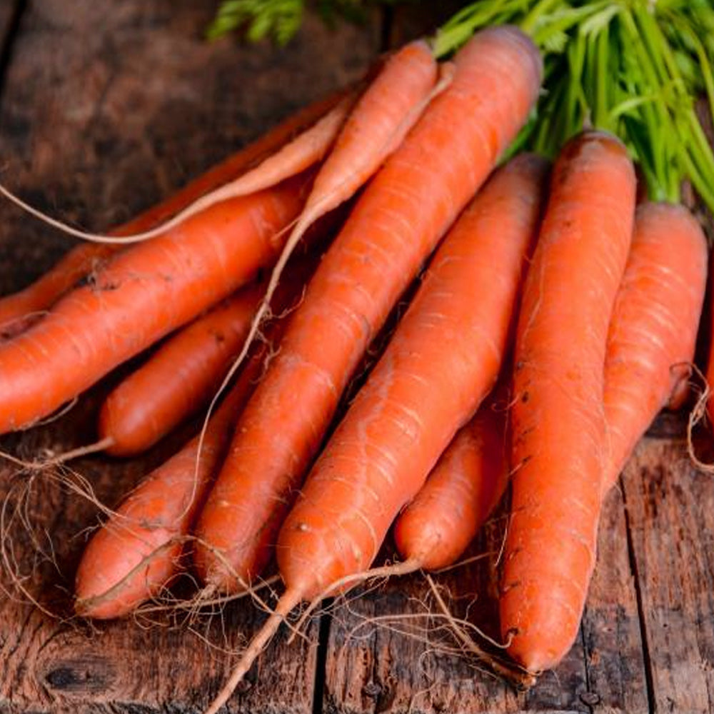 Seminte Morcovi Nantes 2 5 g