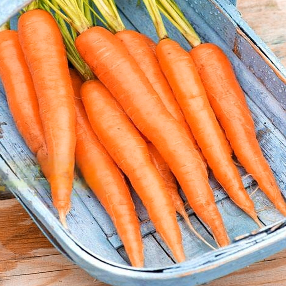 Seminte Morcovi Tinga 3 g