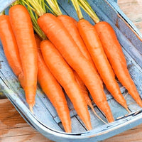 Thumbnail for Seminte Morcovi Tinga 3 g