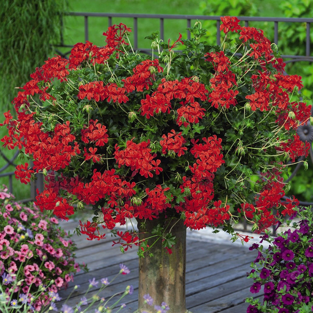 Seminte flori Muscate curgatoare (Pelargonium peltatum) rosii F1 3sem