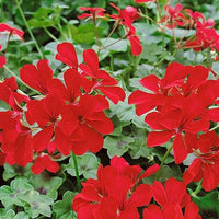 Thumbnail for Seminte flori Muscate curgatoare (Pelargonium peltatum) rosii F1 3sem