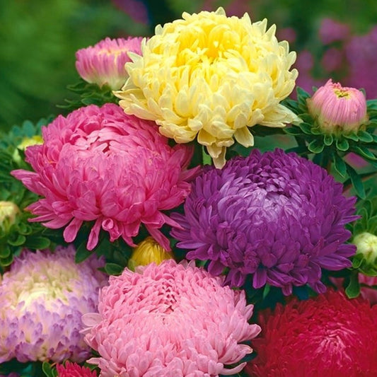 Seminte flori Ochiul Boului Paeonia (Callistephus Chinensis) Mix 0.3 g