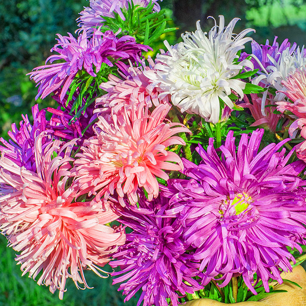 Seminte flori Ochiul Boului Straussenfeder (Callistephus Chinensis) Mix 1 g