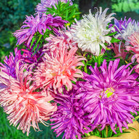 Thumbnail for Seminte flori Ochiul Boului Straussenfeder (Callistephus Chinensis) Mix 1 g