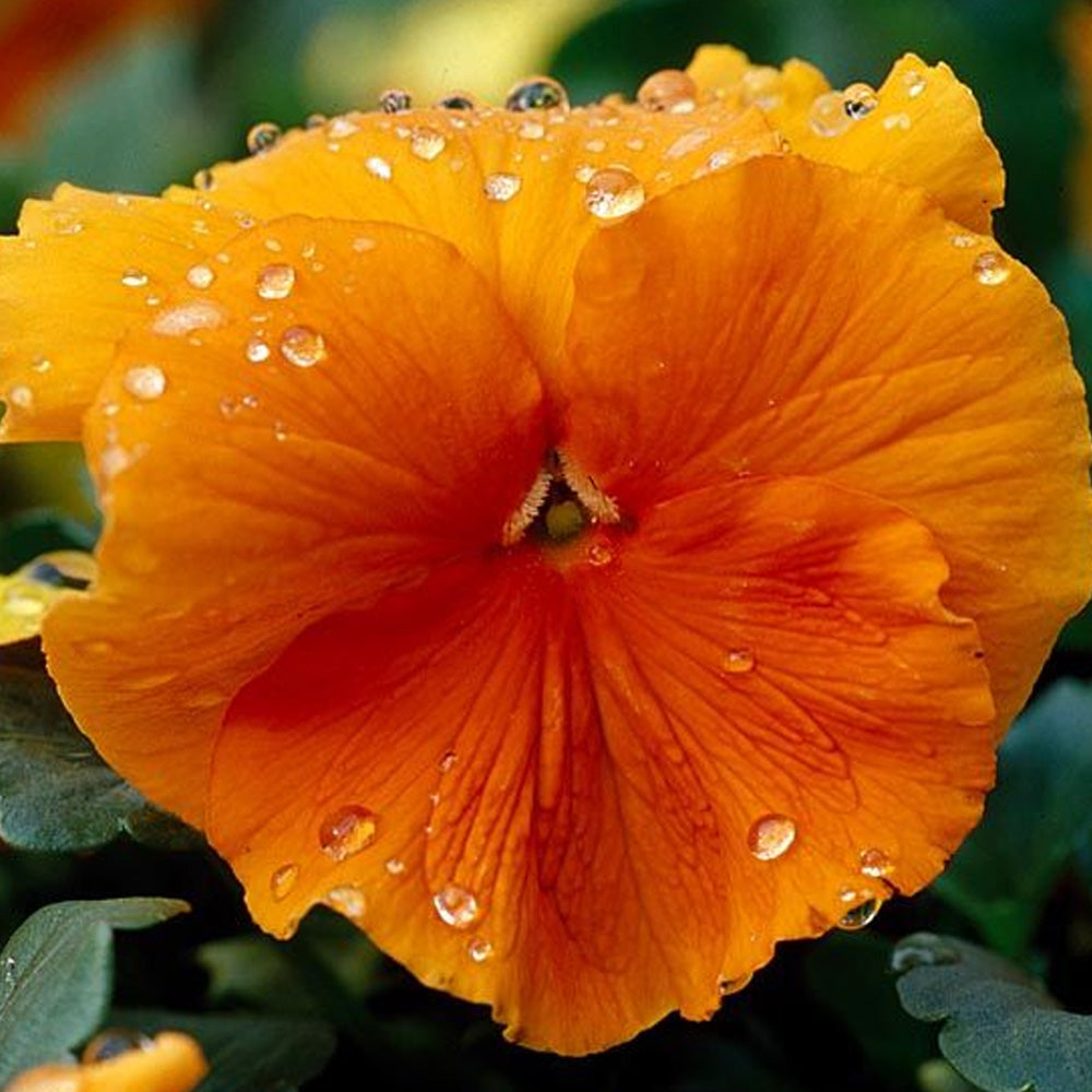 Seminte flori Panselute (Viola wittrockiana) portocalii 0.25g