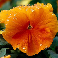 Thumbnail for Seminte flori Panselute (Viola wittrockiana) portocalii 0.25g